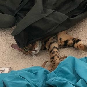 Meet your Posher, Kate